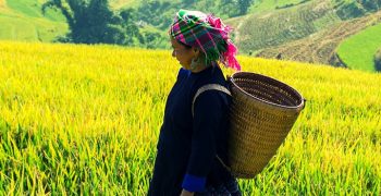 Rice fields on terraced of Mu Cang Chai, YenBai, Vietnam.