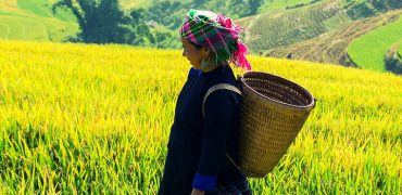 Rice fields on terraced of Mu Cang Chai, YenBai, Vietnam.