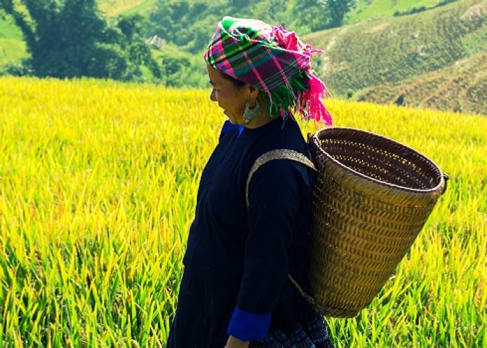 Rice fields on terraced of Mu Cang Chai, YenBai, Vietnam.