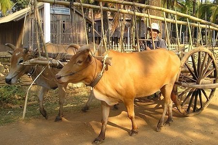 cambodge