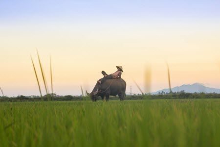 bulle avec paysan dans campagne du Vietnam