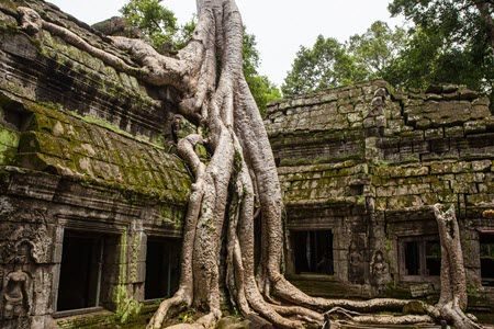 Temple d'Angkor au Cambodge dans la jungle