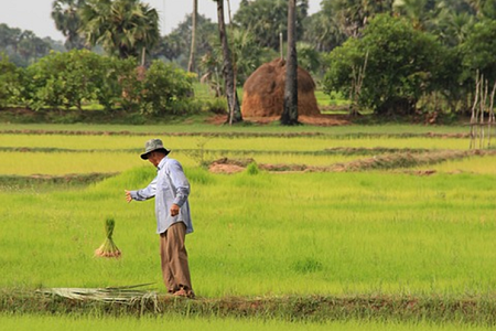 voyage cambodge riz divers